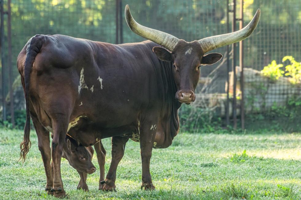 Wrocawskie zoo - krowa z najwikszymi rogami na wiecie 