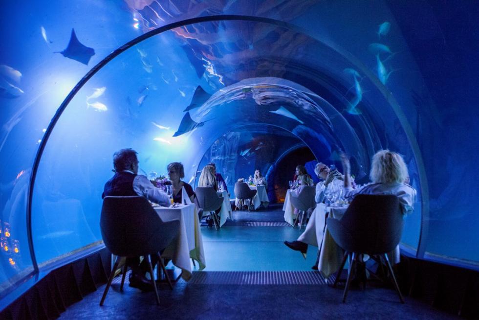 Podwodna kolacja we wrocawskim zoo z gwiazdami